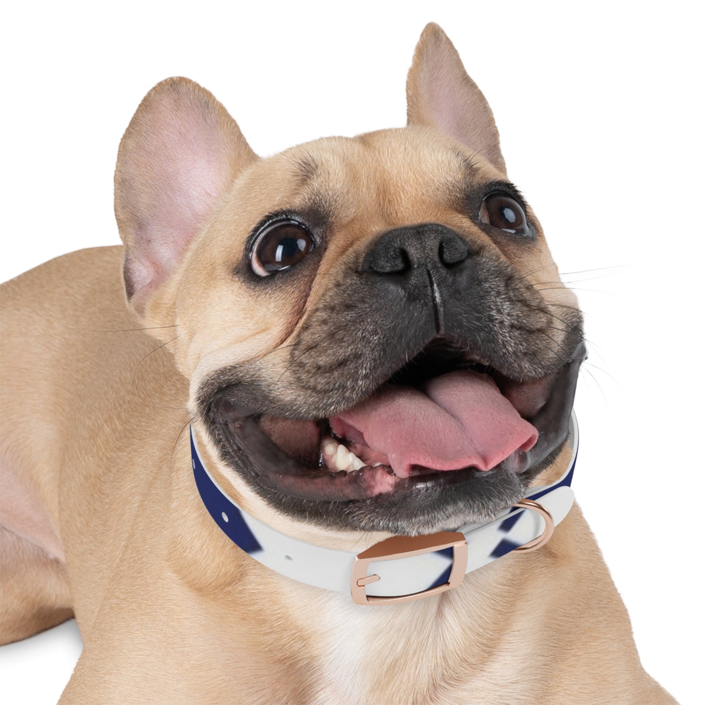 Stylish Dog Collar for Crafty Pet Lovers, Personalized Dog Accessories, Unique Dog Fashion, Great for Dog Birthdays, Fun Pet Gift